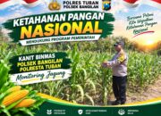 Polsek Bangilan Dukung Ketahanan Pangan Nasional melalui Monitoring Tanaman Jagung
