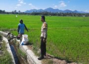 Dukung Ketahanan Pangan Nasional, Bhabinkamtibmas Polsek Utan Sambangi Petani di Desa Motong