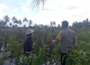 Bhabinkamtibmas Desa Kesik Cek Lahan Ketahanan Pangan Bergizi, Tanaman Tomat Jadi Andalan