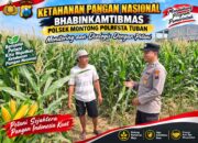 Polsek Montong Polresta Tuban Turun Cek Tanaman jagung Warga di Desa Pucangan