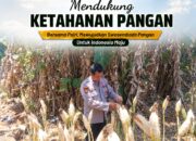 Polsek Tuban Pantau Tanaman Jagung Menjelang Panen, Dukung Ketahanan Pangan Nasional