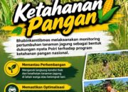 Mendukung Program Ketahanan Pangan, Bhabinkamtibmas Monitoring Pertumbuhan Jagung