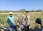 Dukung Ketahanan Pangan Nasional, Bhabinkamtibmas Desa Lekong Sambangi Petani Jagung dan Sosialisasikan Pekarangan Pangan Bergizi