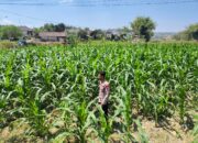 Polri Dukung Astacita, Polsek Grabagan Polresta Tuban Turun Cek Tanaman jagung milik Warga di Desa Grabagan