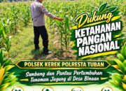 POLSEK KEREK LAKSANAKAN PEMANTAUAN TANAMAN JAGUNG DI DESA BINAAN, DEMI DUKUNG KETAHANAN PANGAN