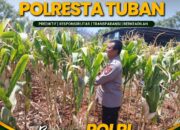 POLSEK KEREK LAKSANAKAN PEMANTAUAN TANAMAN JAGUNG DI DESA BINAAN, DEMI DUKUNG KETAHANAN PANGAN