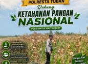 Polri Dukung Astacita, Polsek Rengel Polresta Tuban Turun Cek Tanaman Jagung Warga di Desa Sawahan