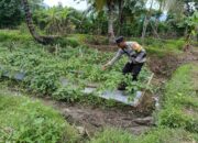 Dukung Ketahanan Pangan Nasional, Bhabinkamtibmas Desa Jurumapin Sambangi Petani Milenial dan Tinjau Kebun Cabai