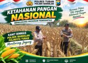 Dukung Ketahanan Pangan Nasional, Polsek Bangilan Monitoring Tanaman Jagung