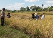 Dukung Penuh Ketahanan Pangan Nasional, Bhabinkamtibmas Desa Moyo Sambangi Petani yang Sedang Panen Padi
