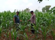 Dukung Asta Cita Presiden, Polsek Tambakboyo Cek Lahan Jagung Warga untuk Ketahanan Pangan
