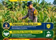 Mendukung Program Ketahanan Pangan, Bhabinkamtibmas Monitoring Pertumbuhan Jagung