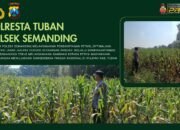 Polri Dukung Astacita, Polsek Semanding Polresta Tuban Turun Cek Tanaman jagung milik Warga di Desa Ngino