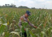 Polri Dukung Astacita, Polsek Semanding Polresta Tuban Turun Cek Tanaman jagung milik Warga di Desa Ngino