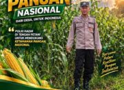 Polsek Plumpang Polresta Tuban Turun Langsung Cek Tanaman Jagung Warga