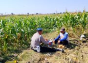 AIPDA Sumindar Cek Perkembangan Tanaman Jagung Warga, Dukung Ketahanan Pangan di Wilayah Kenduruan