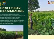 Polri Dukung Astacita, Polsek Semanding Polresta Tuban Turun Cek Tanaman jagung milik Warga di Desa Sambongrejo