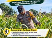 Mendukung Program Ketahanan Pangan, Bhabinkamtibmas Monitoring Pertumbuhan Jagung