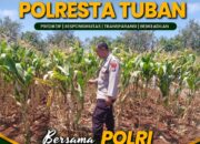 Dukung Ketahanan Pangan Nasional, Polsek Bangilan Monitoring Tanaman Jagung