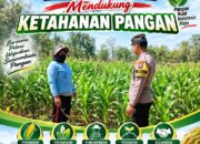 Anggota Bhabinkamtibmas Polsek Senori Polresta Tuban Lakukan Pemantauan Tanaman Jagung Dukung Program Ketahanan Pangan