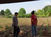 Dukung Swasembada Pangan, Bhabinkamtibmas Polsek Tambakboyo Monitoring Lahan Jagung Warga