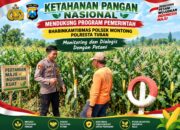 Polsek Montong Polresta Tuban Turun Cek Tanaman jagung Warga di Desa Ngulahan