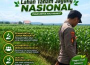 Anggota Polsek Singgahan Polresta Tuban Turun Cek Tanaman jagung Warga di Desa Lajo lor