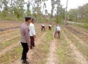 Dukung Ketahanan Pangan Nasional, Bhabinkamtibmas Polsek Tambakboyo Dampingi Petani Olah Lahan
