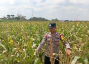 Dukung Astacita Presiden, Polsek Kenduruan Polresta Tuban Cek Perkembangan Tanaman Jagung Warga .