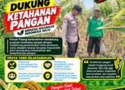 Dukung Astacita, Polsek Palang Polresta Tuban Pantau Langsung Lahan Jagung milik warga Desa Wangun