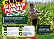 Wujudkan Swasembada Pangan, Polsek Jatirogo sambang lokasi lahan Jagung di Desa Demit