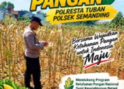 Polri Dukung Astacita, Polsek Semanding Polresta Tuban Turun Cek Tanaman jagung milik Warga di Desa Penambangan
