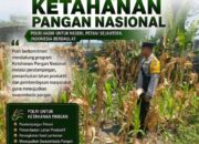 Polri Dukung Astacita, Polsek Rengel Polresta Tuban Turun Cek Tanaman Jagung Warga di Desa Rengel