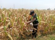 Polisi Polsek jenu Polres Tuban Turun ke Ladang, Dampingi Petani Jagung Dukung Ketahanan Pangan