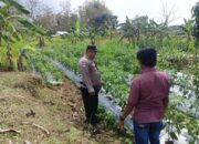 Polri Dukung Astacita, Polsek Grabagan Polresta Tuban Turun Cek Tanaman jagung milik Warga di Desa Grabagan