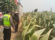Polisi Polsek jenu Polres Tuban Turun ke Ladang, Dampingi Petani Jagung Dukung Ketahanan Pangan