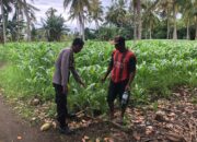 Dukung Ketahanan Pangan, Bhabinkamtibmas Desa Rhee Sambangi Petani yang Sedang Bajak Sawah Seluas 1 Hektare