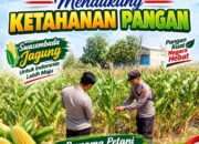 Unit Binmas Polsek Senori Polresta Tuban Memantau Tanaman Jagung Milik Warga Desa Sendang Kecamatan Senori Guna Mendukung Program Ketahanan Pangans