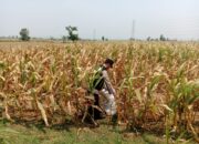 Polisi Polsek jenu Polres Tuban Turun ke Ladang, Dampingi Petani Jagung Dukung Ketahanan Pangan