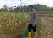 Dukung Ketahanan Pangan, Kanit Binmas Polsek Kenduruan Polresta Tuban Turun Langsung Mengecek Perkembangan Tanaman Jagung Warga