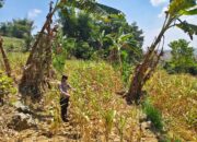 ANGGOTA POLSEK GRABAGAN SAMBANG DESA BINAAN, PANTAU LAHAN JAGUNG DAN MEMASTIKAN SISTEM IRIGASI MASIH LANCAR