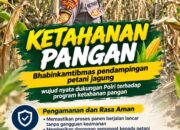 Mendukung Program Ketahanan Pangan, Bhabinkamtibmas Monitoring Pertumbuhan Jagung