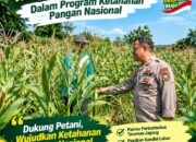 Polsek Bancar Monitoring Lahan Jagung Warga Desa Tenggerkulon, Dukung Program Ketahanan Pangan Nasional*