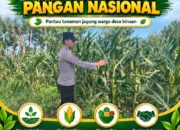 Dukung Ketahanan Pangan Nasional, Polsek Bangilan Monitoring Tanaman Jagung Warga