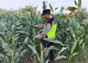 Polisi Polsek jenu Polres Tuban Turun ke Ladang, Dampingi Petani Jagung Dukung Ketahanan Pangan
