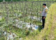 Bhabinkamtibmas Desa Kumbang Monitoring Ketahanan Pangan, Ajak Masyarakat Jaga Kamtibmas