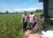 Dukung Ketahanan Pangan Nasional, Bhabinkamtibmas Desa Poto Sambangi Lahan Pertanian Warga