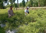Bhabinkamtibmas Desa Kesik Cek Lahan Ketahanan Pangan Bergizi, Dorong Produktivitas Warga