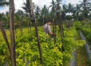 Bhabinkamtibmas Desa Lendang Nangka Cek Lahan Cabai, Dukung Program Ketahanan Pangan Bergizi