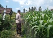 Bhabinkamtibmas Masbagik Utara Baru Sambangi Warga dan Monitoring Ketahanan Pangan